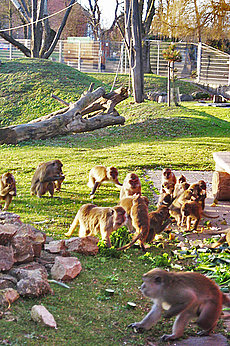 Affenfütterung Tierpark Mundenhof Freiburg